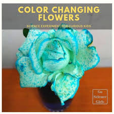 color changing flower